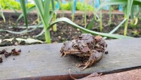 Leaf Mould Frog